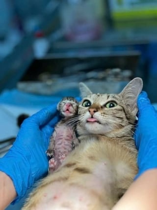 Illustration de l'article : 10 photos de chats et de chiens qui vont vous toucher en plein coeur