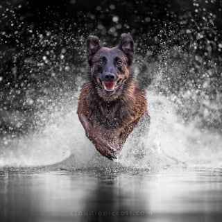 Illustration de l'article : 18 photos de chiens qui adorent jouer au frisbee