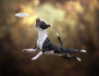 Illustration de l'article : 18 photos de chiens qui adorent jouer au frisbee