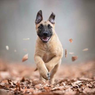 Illustration de l'article : 18 photos de chiens qui adorent jouer au frisbee