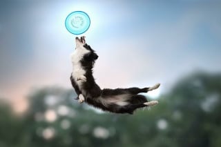 Illustration de l'article : 18 photos de chiens qui adorent jouer au frisbee