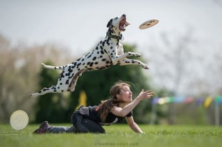 Illustration de l'article : 18 photos de chiens qui adorent jouer au frisbee