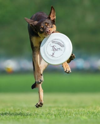 Illustration de l'article : 18 photos de chiens qui adorent jouer au frisbee