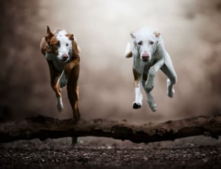 Illustration de l'article : 18 photos de chiens qui adorent jouer au frisbee