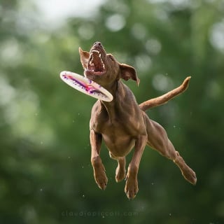 Illustration de l'article : 18 photos de chiens qui adorent jouer au frisbee