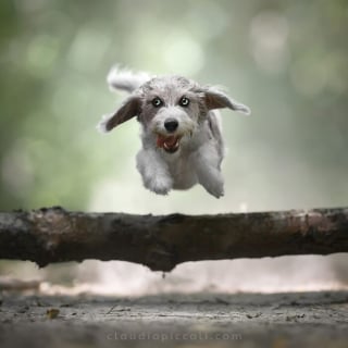 Illustration de l'article : 18 photos de chiens qui adorent jouer au frisbee