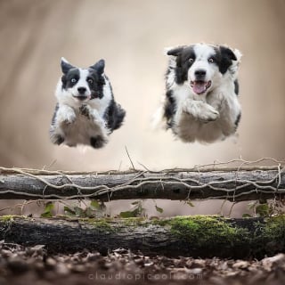 Illustration de l'article : 18 photos de chiens qui adorent jouer au frisbee