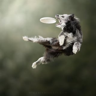 Illustration de l'article : 18 photos de chiens qui adorent jouer au frisbee