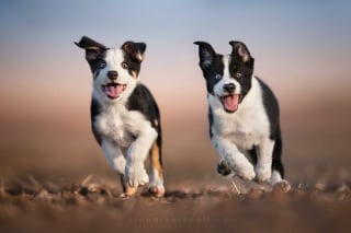 Illustration de l'article : 18 photos de chiens qui adorent jouer au frisbee