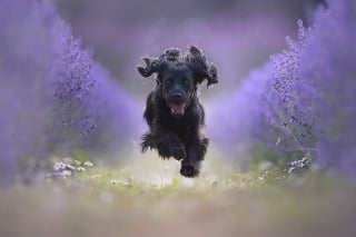 Illustration de l'article : 18 photos de chiens qui adorent jouer au frisbee