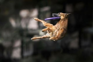 Illustration de l'article : 18 photos de chiens qui adorent jouer au frisbee
