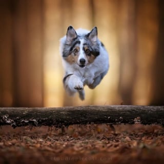 Illustration de l'article : 18 photos de chiens qui adorent jouer au frisbee