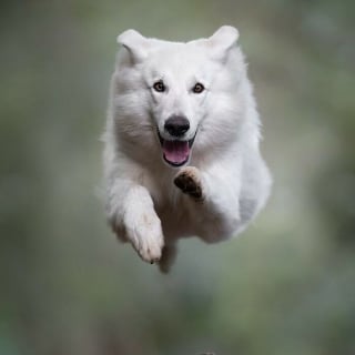 Illustration de l'article : 18 photos de chiens qui adorent jouer au frisbee