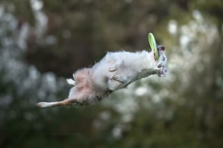 Illustration de l'article : 18 photos de chiens qui adorent jouer au frisbee