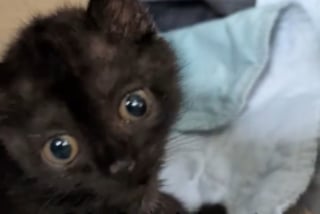 Illustration de l'article : Avec ses petites pattes tremblantes, ce chaton réchauffe le cœur d’un chat senior en fin de vie (vidéo)