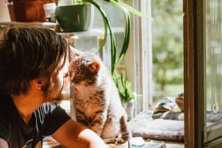 Illustration de l'article : 7 raisons expliquant pourquoi votre chat vous suit comme votre ombre