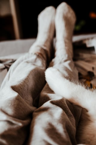 Illustration de l'article : 7 raisons expliquant pourquoi votre chat vous suit comme votre ombre