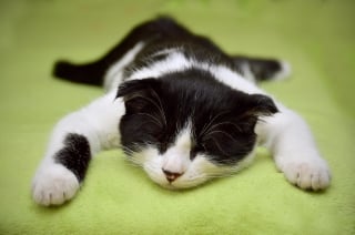 Illustration de l'article : 5 informations intéressantes à connaître à propos du ventre des chats