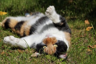 Illustration de l'article : 5 informations intéressantes à connaître à propos du ventre des chats