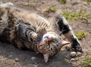 Illustration de l'article : 5 informations intéressantes à connaître à propos du ventre des chats