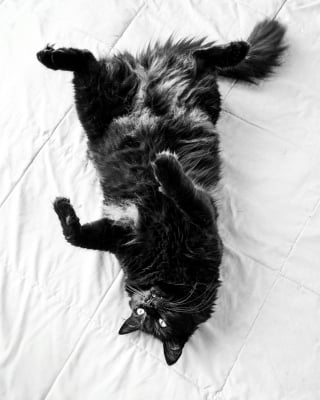 Illustration de l'article : 5 informations intéressantes à connaître à propos du ventre des chats