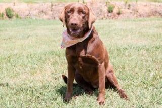 Illustration de l'article : Abandonnés ensemble en refuge, ces 2 Labradors inséparables finissent par trouver la même famille pour la vie