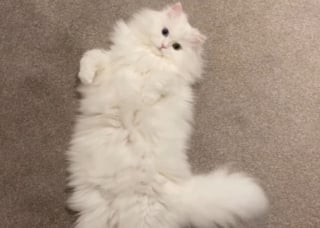 Illustration de l'article : "Je ne m’attendais pas à ça", une femme adopte un 2e chat pour tenir compagnie au premier et cela devient un joyeux chaos à la maison (vidéo)
