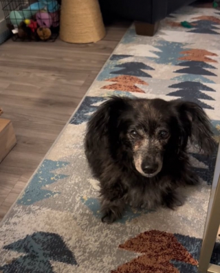 Illustration de l'article : 13 ans après avoir été séparée de son chien de coeur qu’elle n’a pas pu garder, cette jeune femme reçoit un appel troublant (vidéo)