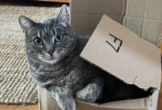 Illustration de l'article : En poursuivant une mouche, cette chatte qui a sauté du 3ème étage de son immeuble reste encore introuvable