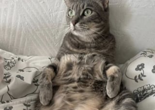 Illustration de l'article : En poursuivant une mouche, cette chatte qui a sauté du 3ème étage de son immeuble reste encore introuvable