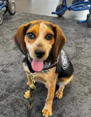 Illustration de l'article : 2 semaines après avoir été agressé en faisant son travail, le chien des douanes reprend du service plus enthousiaste que jamais