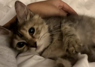 Illustration de l'article : Arrivé en terre inconnue après un voyage éprouvant, ce chaton secouru découvre timidement son nouveau foyer (vidéo)