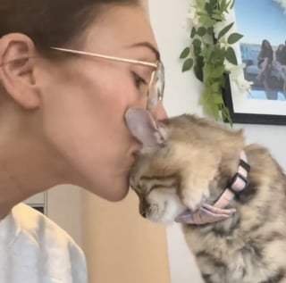 Illustration de l'article : Arrivé en terre inconnue après un voyage éprouvant, ce chaton secouru découvre timidement son nouveau foyer (vidéo)