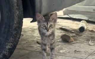 Illustration de l'article : Arrivé en terre inconnue après un voyage éprouvant, ce chaton secouru découvre timidement son nouveau foyer (vidéo)