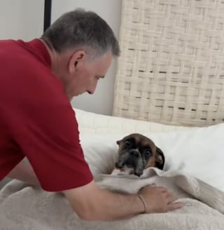 Illustration de l'article : Choyée comme une princesse, cette femelle Boxer adore que son grand-père vienne la border au moment de la sieste (vidéo)