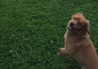 Illustration de l'article : Le nouveau chien du quartier se sert de sa balle et de sa bonne humeur pour se faire des amis dans le voisinage (vidéo)