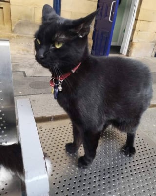 Illustration de l'article : "Cela aurait été trop stressant pour lui", le chat star d’une gare part à la retraite et découvre la vie à la campagne