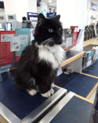 Illustration de l'article : "Cela aurait été trop stressant pour lui", le chat star d’une gare part à la retraite et découvre la vie à la campagne