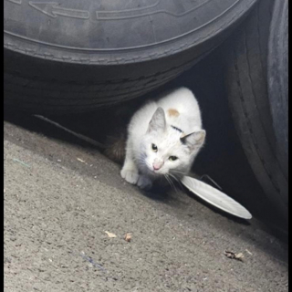 Illustration de l'article : Une chatte découverte dans le moteur d’un minibus après un voyage de 640 kilomètres 