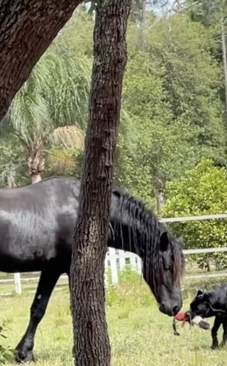 Illustration de l'article : Meilleurs amis au monde, ce chien et ce cheval aiment jouer au tir à la corde (vidéo)