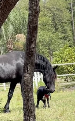 Illustration de l'article : Meilleurs amis au monde, ce chien et ce cheval aiment jouer au tir à la corde (vidéo)