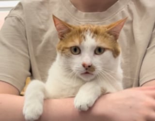 Illustration de l'article : Cet ancien chat errant devient un adorable papa de substitution pour tous les chatons orphelins recueillis par sa maîtresse (vidéo)