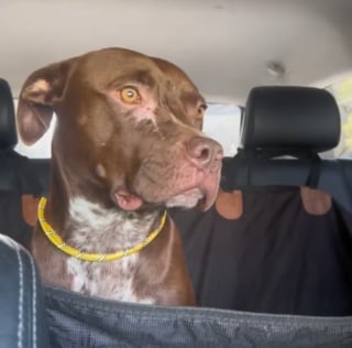 Illustration de l'article : Sauvée avec un mousqueton planté sous l’œil, cette chienne découvre enfin la tendresse d’un foyer (vidéo)