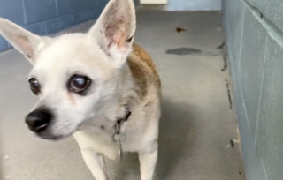 Illustration de l'article : Abandonné à l’âge de 18 ans, cet adorable Chihuahua a eu le droit à une fin de vie pleine d'amour grâce à cette femme au grand coeur (vidéo)