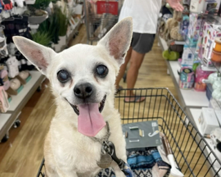 Illustration de l'article : Abandonné à l’âge de 18 ans, cet adorable Chihuahua a eu le droit à une fin de vie pleine d'amour grâce à cette femme au grand coeur (vidéo)