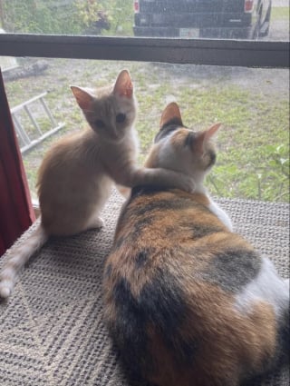 Illustration de l'article : "Maintenant, ils sont inséparables", cette chatte méfiante surprend ses maîtres en adoptant le chaton dans une scène touchante (vidéo)