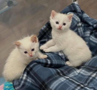 Illustration de l'article : Elle sauve un chaton de la rue et fait tout son possible pour le réunir avec sa famille