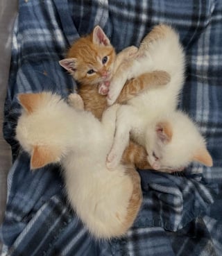 Illustration de l'article : Elle sauve un chaton de la rue et fait tout son possible pour le réunir avec sa famille
