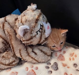 Illustration de l'article : Elle sauve un chaton de la rue et fait tout son possible pour le réunir avec sa famille