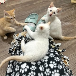 Illustration de l'article : Elle sauve un chaton de la rue et fait tout son possible pour le réunir avec sa famille